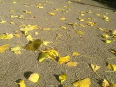 -三里屯东五街银杏大道