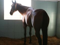 -松声马术俱乐部