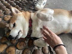 -柴犬高等学院·狗咖·柴犬售卖·宠物训练