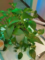 -碧莲盛·不剃发植发