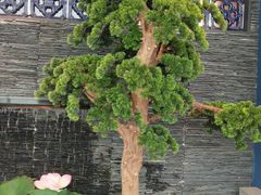 -大榕树下顺德菜(融创茂店)