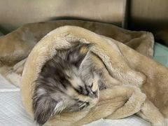 -爱侣宠医·鹦鹉专科·小型哺乳类·异宠专科(灵石路店)