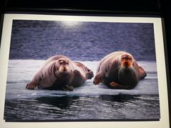 -罗红摄影艺术馆