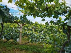 -北京张裕爱斐堡酒庄