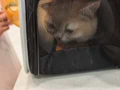 -安安宠医宠物医院·异宠·犬猫内科(岳阳分院)