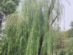-重庆园博园