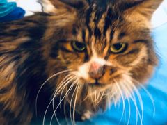-Anne猫窝咖啡屋