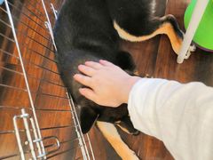 -豆柴町-柴犬主题狗咖(红鼎国际C座店)