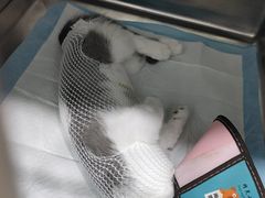 -暖阳宠物医院·犬猫康复中心·骨科