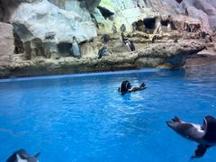 -帝企鹅自助餐厅•儿童岛•真企鹅(长隆企鹅酒店)