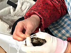 -阳澄湖大闸蟹·琼灵阁牌品牌连锁(吴中总店)