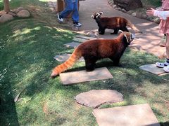 -昆明动物园