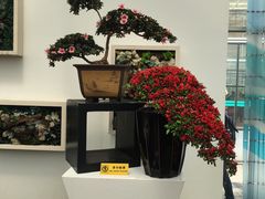 -上海鲜花港