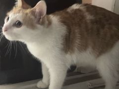 -天宠宠物医院24小时·急重症诊疗中心·全科·腔镜特色(和平分院)