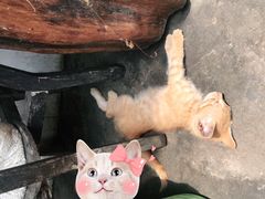 -香霸头跑山鸡