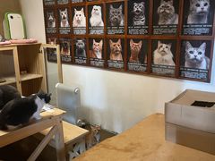 -猫猫幼稚园·撸猫·桌游·电玩