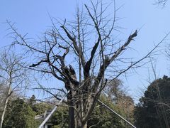 -上海佘山国家森林公园天马山园