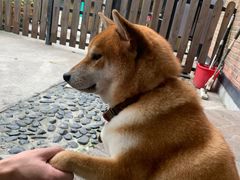 -柴犬高等学院·狗咖·柴犬售卖·宠物训练