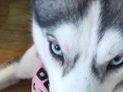 -Husky Go! 哈士奇体验馆·宠物咖啡厅狗咖