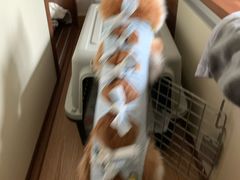 -凯特喵百思猫专科医院