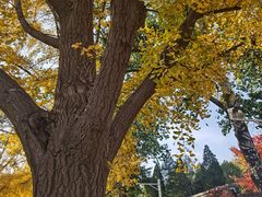 -三里屯东五街银杏大道