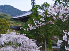 -醍醐寺