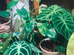 -Rabbit Cafe私房西餐甜点咖啡(栖霞路店)