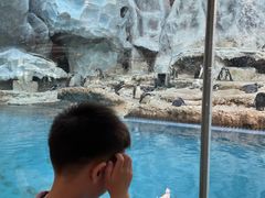 -帝企鹅自助餐厅•儿童岛•真企鹅(长隆企鹅酒店)