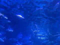 -海合安武汉极地海洋公园