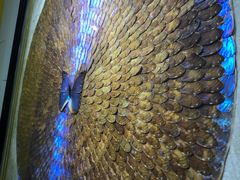 -上海昆虫博物馆