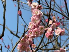 -梅花山(明孝陵内)