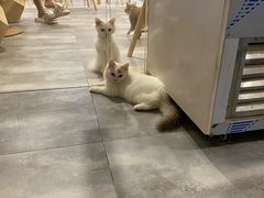 -楼上猫咖(罗湖店)