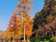 -重庆彩云湖湿地公园