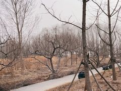 -野鸭湖国家湿地公园