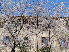 -武汉大学-樱园