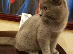 -猫友咖啡店(玉林西路店)