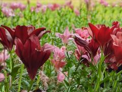 -石家庄市植物园