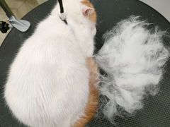 -Pets First伊珊娜洗护·精致美容·家庭式寄养(新会路店)