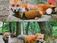 -宫城藏王狐狸村