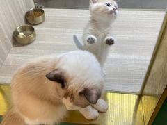 -飞行喵MR PILOT|猫舍·猫咖(静安大融城店)