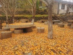 -千年银杏谷文化旅游区