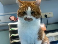 -纳吉亚猫专科动物诊疗中心(蒋宅口分院)