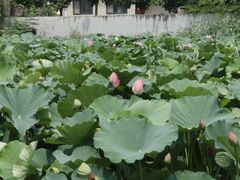 -鉴湖国家城市湿地公园