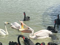 -新疆天山野生动物园