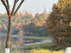 -上海海湾国家森林公园