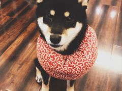 -豆柴町-柴犬主题狗咖(红鼎国际C座店)