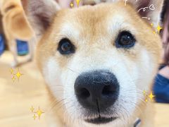 -是阿柴呀！柴犬咖啡·爱喵喵猫咖