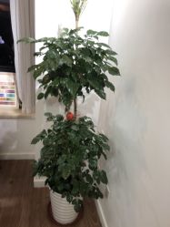 -四季·予你日式美甲美睫Nail