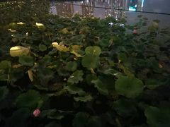 -南宁南湖公园