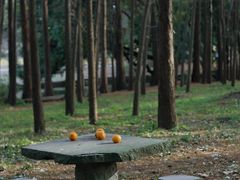 -上海共青森林公园